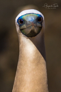 Bobo patas Azules, Isla Isabel Mexico by Alejandro Topete 